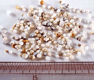 Photo:Shells of coated fertilizers (Capsules for sustained-release fertilizers)