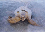 写真：レジ袋を飲み込んで死亡したウミガメ