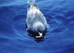 Photo:Bird pecking at garbage on the water surface