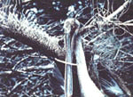 写真：釣り糸にからまった状態で死亡していたペリカン